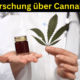 Forschung über Cannabis