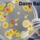 Was sind Darm Bakterien und was tun sie?