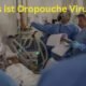 Was ist Oropouche Virus : kennen Sie die Symptome dieser