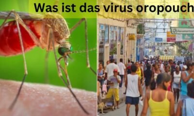 Was ist das virus oropouche: die Symptome dieser Mücke kennen