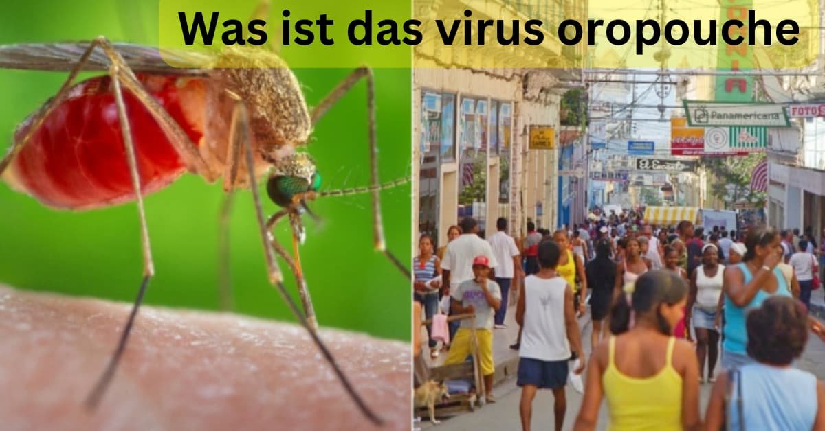 Was ist das virus oropouche: die Symptome dieser Mücke kennen