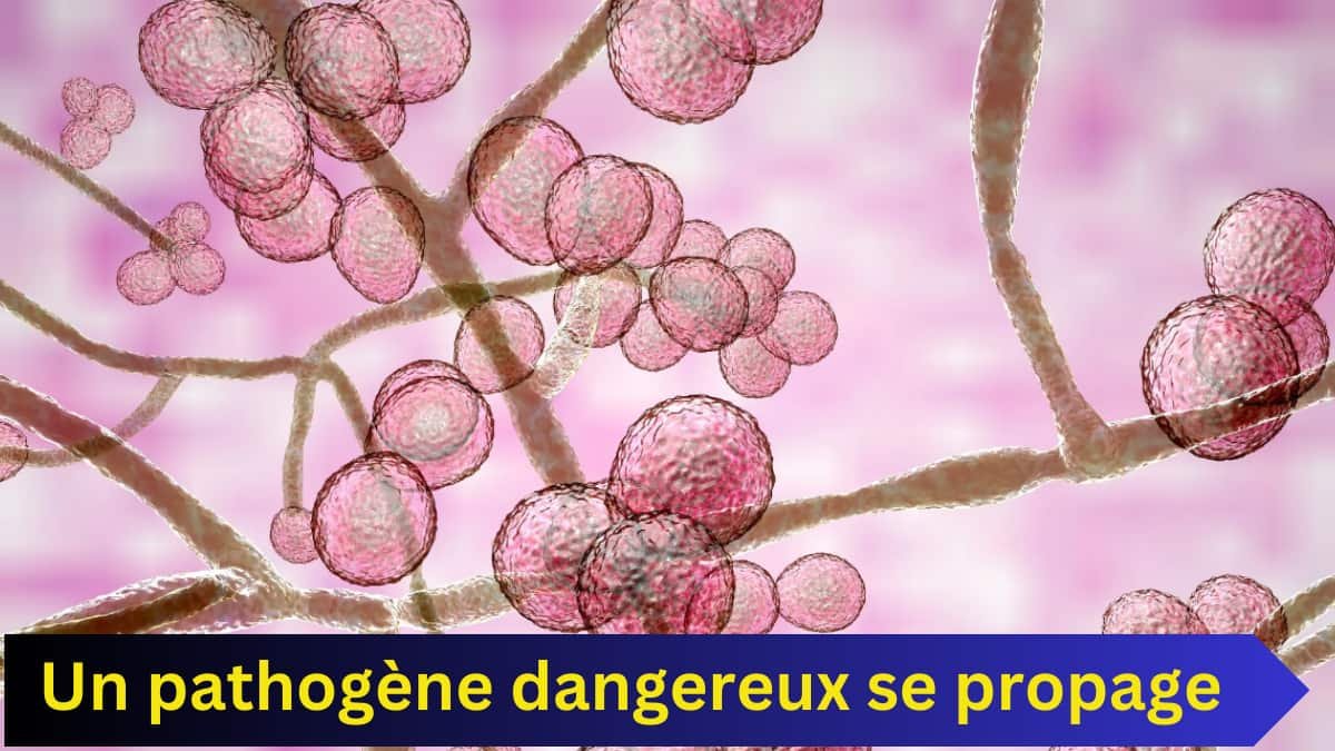 Un pathogène dangereux se propage en France