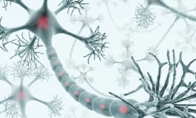 quel est son rôle dans le système nerveux ?