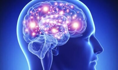 Le Cerveau Humain | Cerveau et sciences cognitives