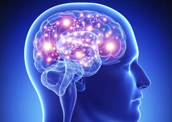 Le Cerveau Humain | Cerveau et sciences cognitives