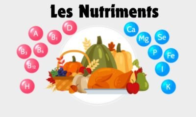 Que sont exactement les nutriments? anti nutriments, Types, & Exemples